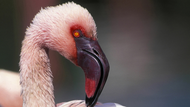 Illustration for article titled 9 Flamingo Pictures I Got For My Wife But Then I Remembered She Likes Peacocks, Not Flamingos